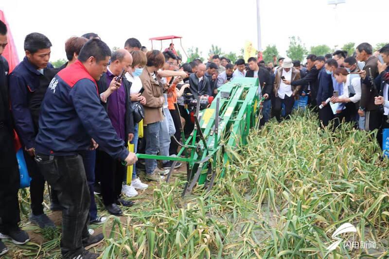 金乡今日大蒜市场最新行情深度剖析